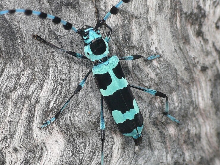 이 곤충의 이름은 "루리하늘소"다_3.jpg