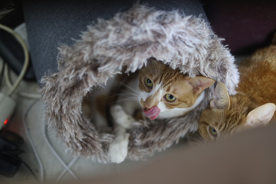 푸라닭 고추마요_1.jpg