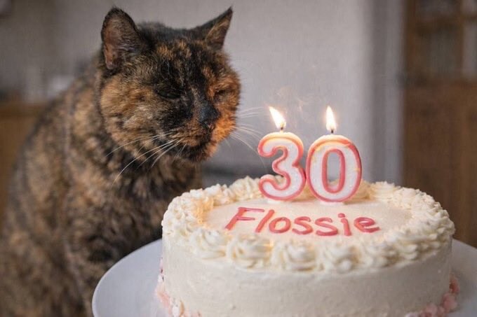 어떤 고양이의 30살 생일.jpg_2.jpg