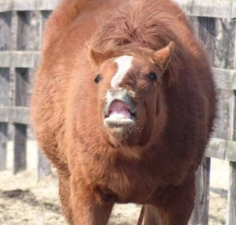 말 사진이 옆에서 찍은것만 있는 이유_1.png