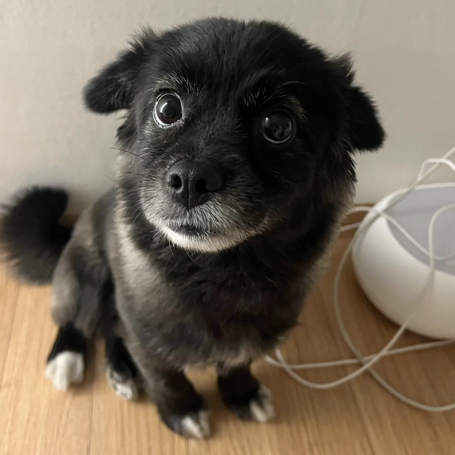 강아지 만져줘요 신호_2.webp