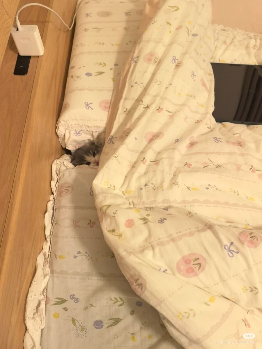 아기고양이는 아늑합니다.jpg_1.jpg