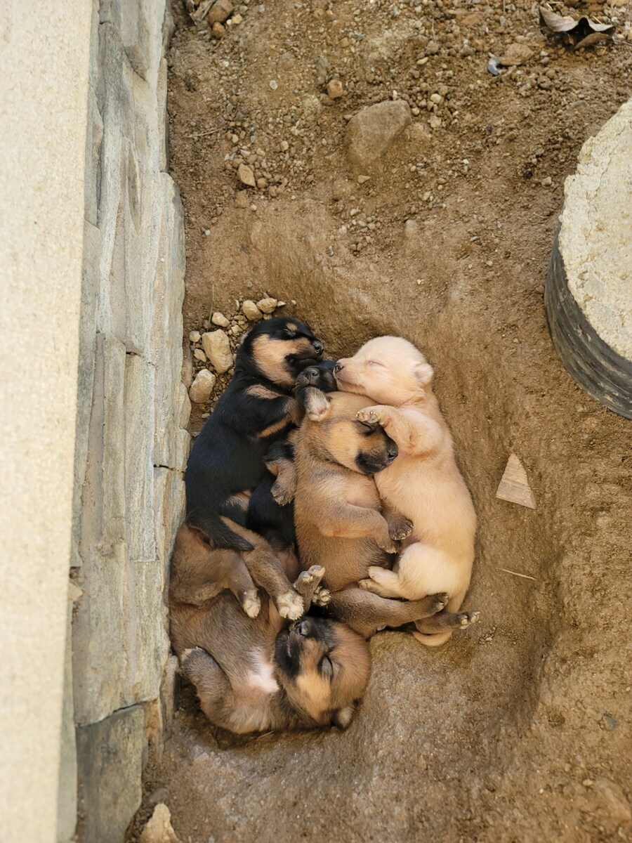 시골 똥깡아찌뜰_1.jpg