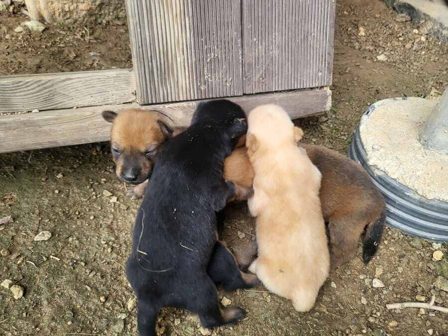 시골 똥깡아찌뜰_9.jpg