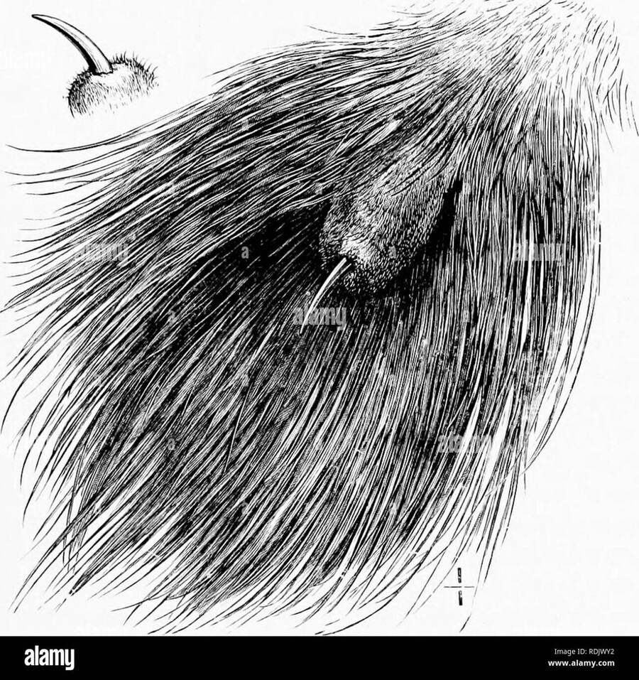 의외로 잘 모르는 꼬리에 가시가 있는 동물_1.jpg