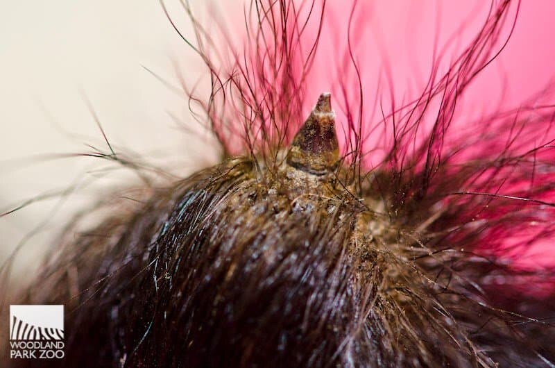 의외로 잘 모르는 꼬리에 가시가 있는 동물_2.jpg