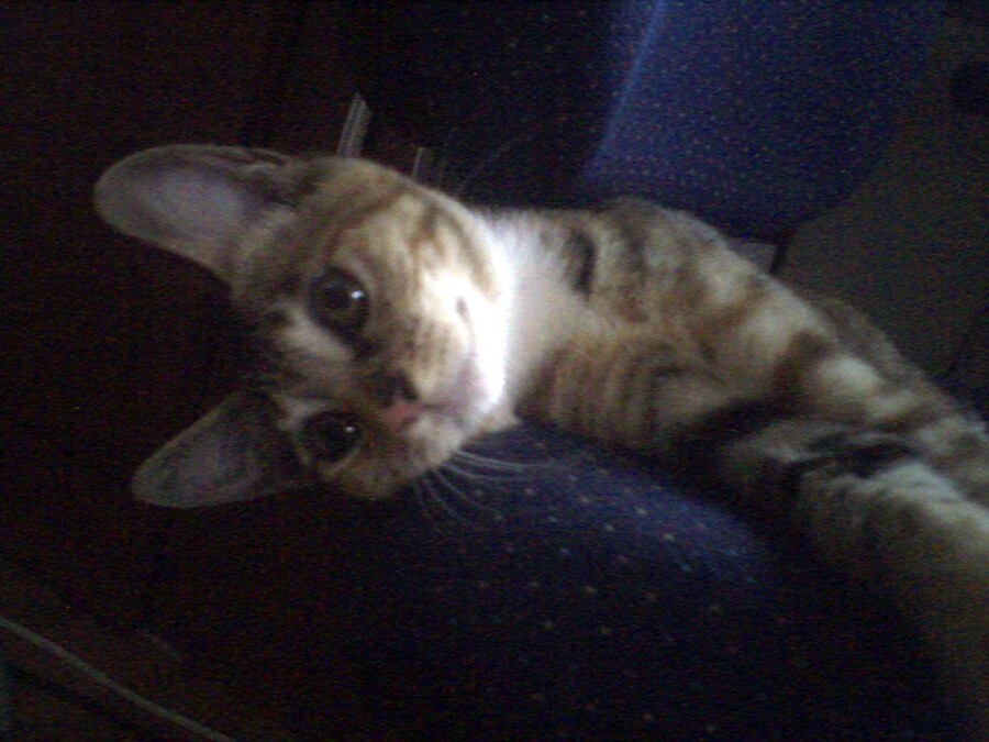 [26학번 새내기] 안녕하새오~ 새내기애오_4.jpg