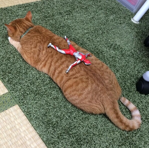 울트라맨과 성장하는 괴수_14.jpg