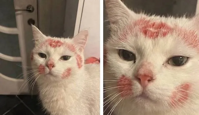 누나가 술 취해 들어온 다음날 고양이_1.webp