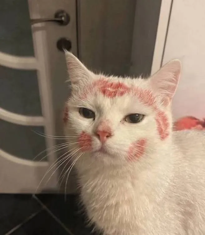 누나가 술 취해 들어온 다음날 고양이_2.webp