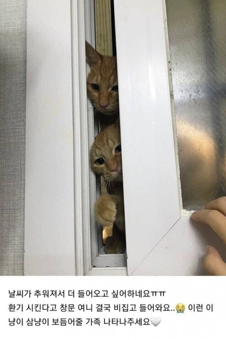 캣맘 관련짤은 이게 GOAT라고 생각함_1.jpg