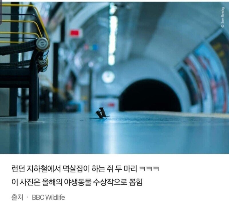 "시골쥐가 좋아 도시쥐가 좋아?"_1.jpg