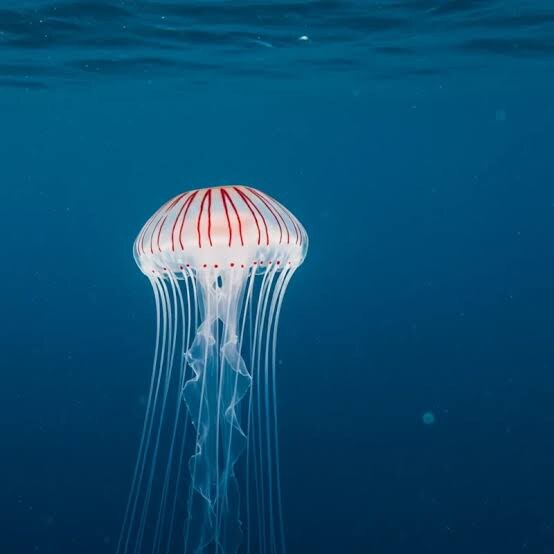 주의) 물고기도 아닌데 영어 단어에 fish가 들어가는 동물_3.jpg
