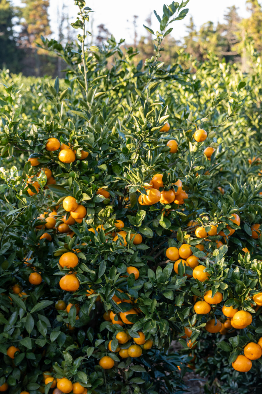 25년 11월 제주 여행_74.jpg