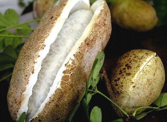 흙수저)과거 흙수저들이 먹었던 과일_1.jpg