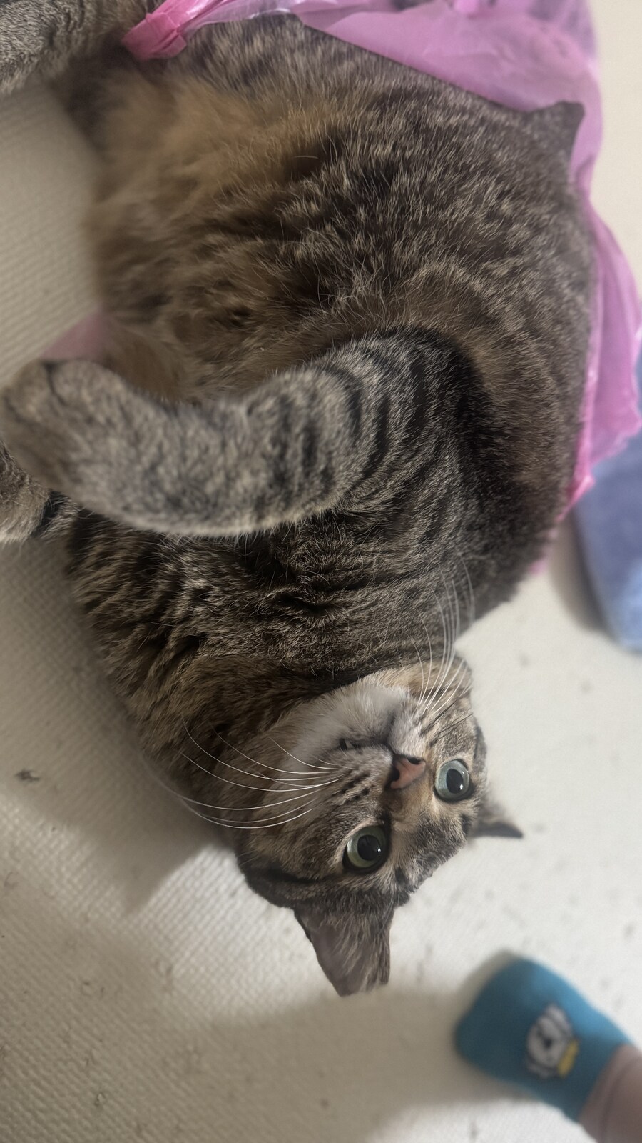 쓰레기봉투에 버려진 고양이 흑흑_5.jpg