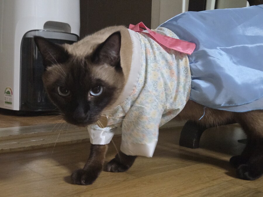 태국 오토코노코 하의실종 한복차림 ㄷㄷㄷ_5.jpg