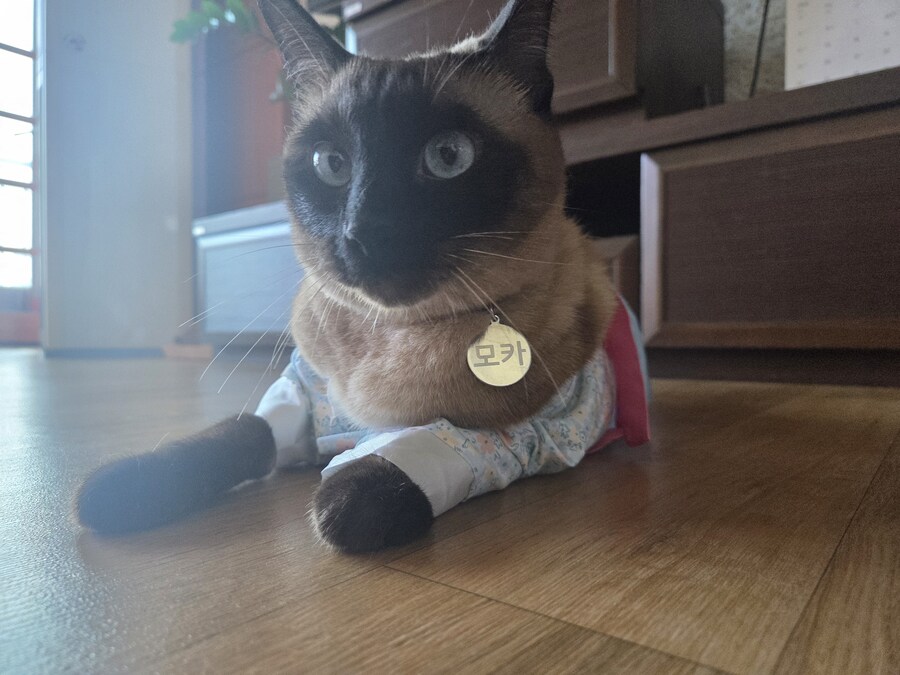 태국 오토코노코 하의실종 한복차림 ㄷㄷㄷ_8.jpg