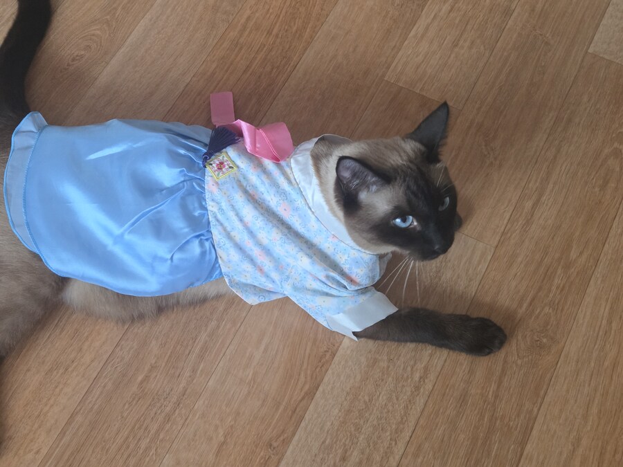 태국 오토코노코 하의실종 한복차림 ㄷㄷㄷ_10.jpg