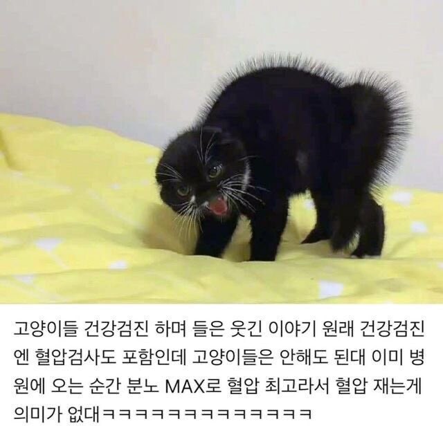 건강검진에서 혈압재기가 제외된 동물.jpg_1.jpg