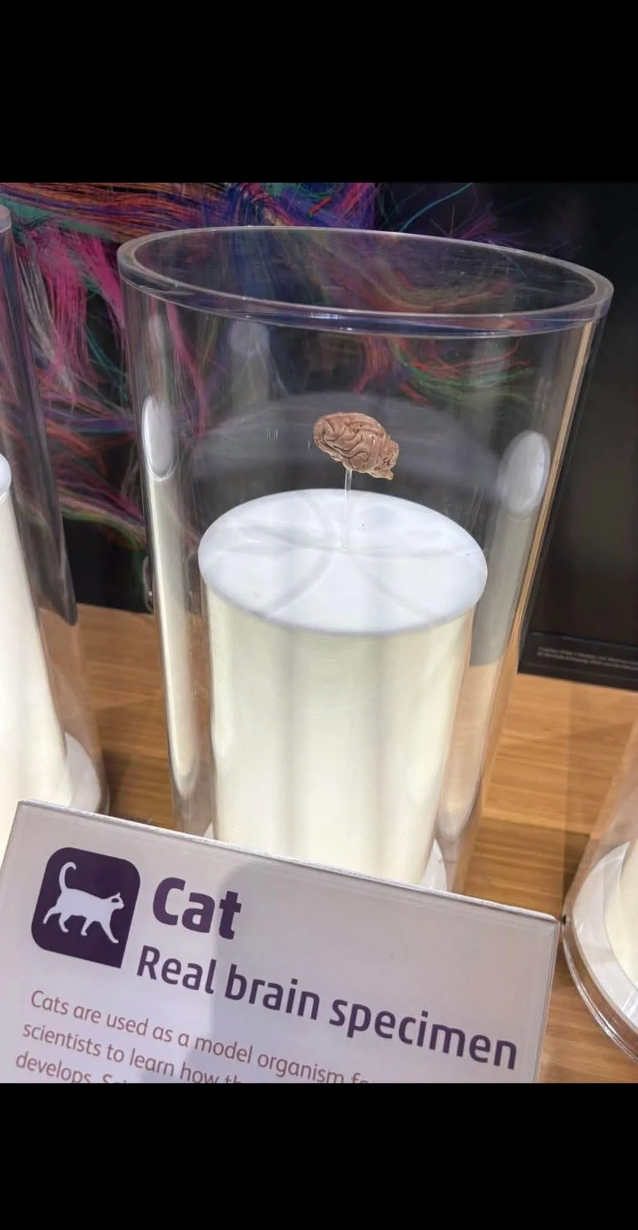 고양이 뇌 크기 jpg_1.webp