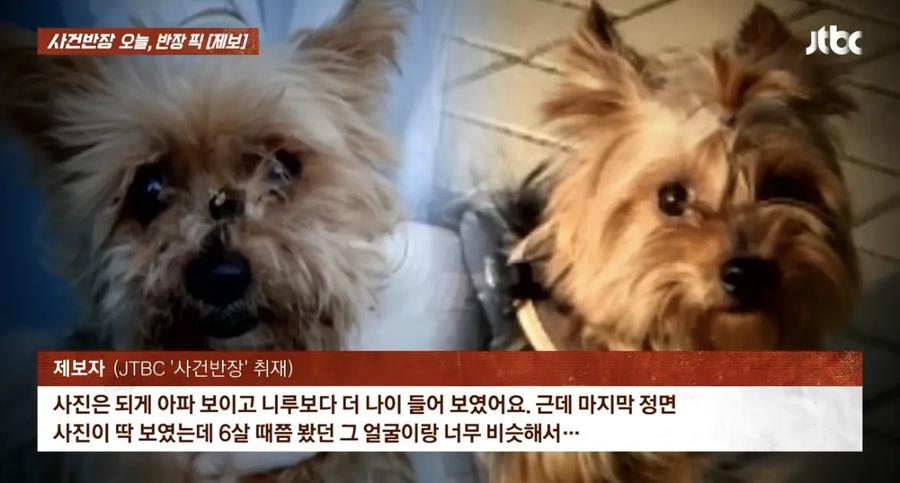 6년 전 잃어버린 반려견이 돌아왔다_3.webp