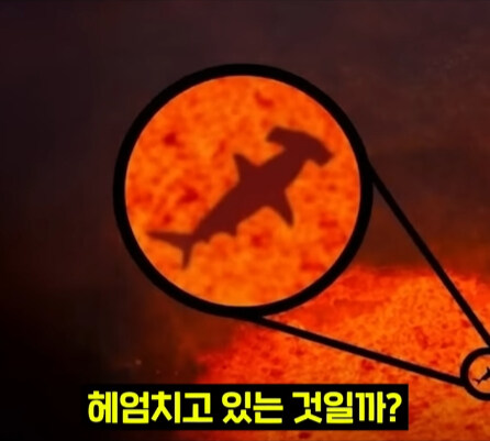 펄펄 끓는 활화산 속에서 발견된 상어.jpg_14.jpg
