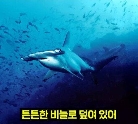 펄펄 끓는 활화산 속에서 발견된 상어.jpg_19.jpg