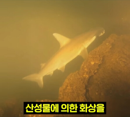 펄펄 끓는 활화산 속에서 발견된 상어.jpg_20.jpg
