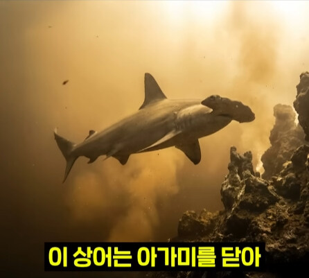 펄펄 끓는 활화산 속에서 발견된 상어.jpg_23.jpg