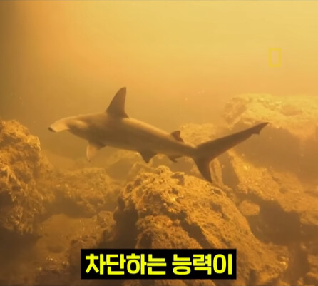 펄펄 끓는 활화산 속에서 발견된 상어.jpg_25.jpg