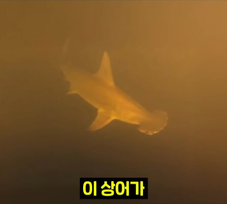 펄펄 끓는 활화산 속에서 발견된 상어.jpg_27.jpg
