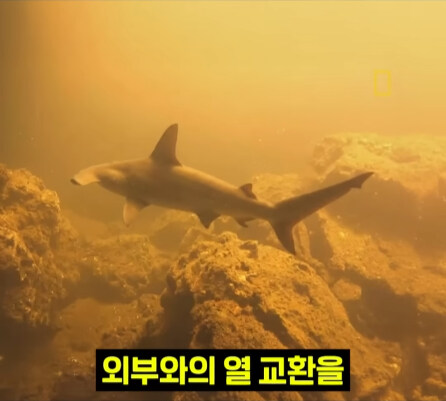 펄펄 끓는 활화산 속에서 발견된 상어.jpg_24.jpg