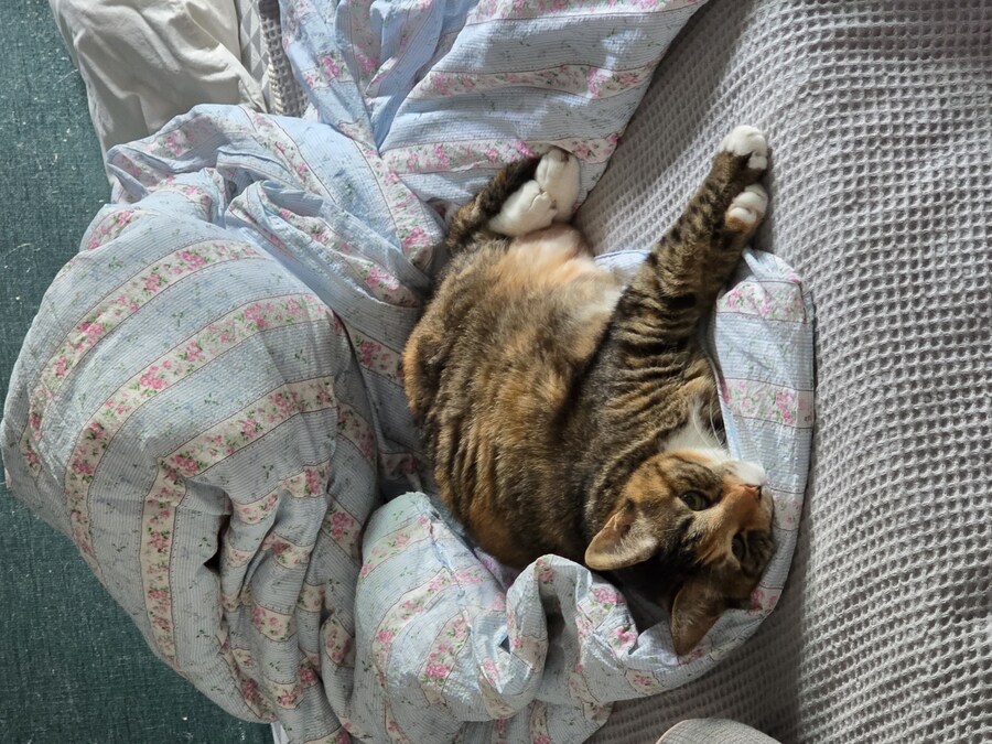 우리집 괭이 다이어트 성공함_1.jpg