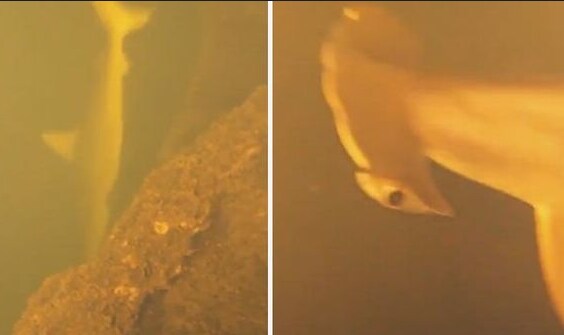 펄펄 끓는 활화산 속에서 발견된 상어_4.png