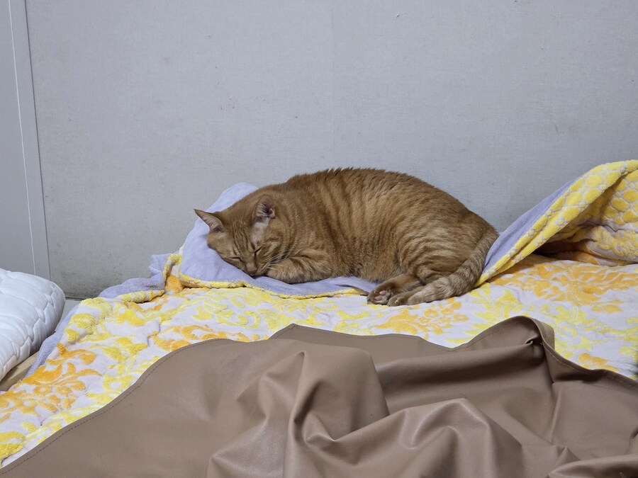 야심한 밤에 올리는 12년생 여아몰카_1.jpg