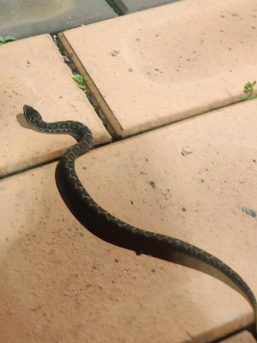 오늘자 파충류 유튜버 구독자 레전드 ㄷㄷ_3.jpg