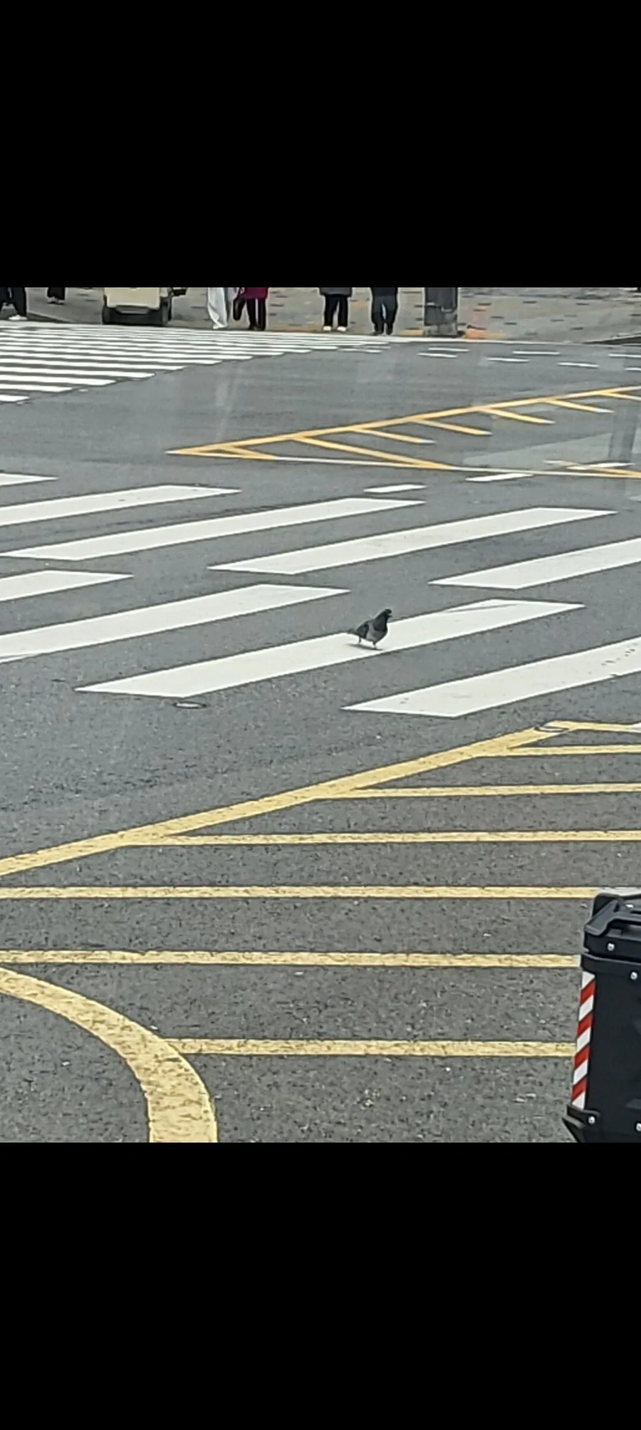 의외로 시민의식이 떨어진다는 동물.jpg_2.webp