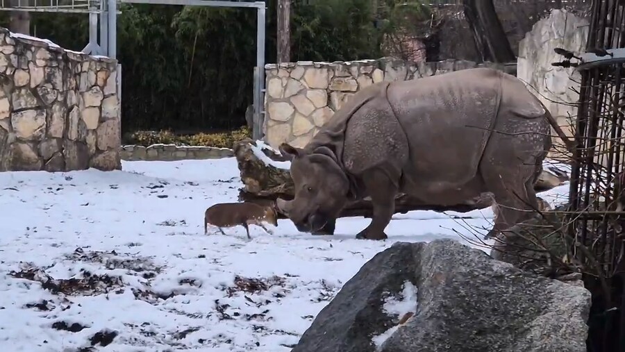 폴란드 동물원에서 중국 문착 사슴이 코뿔소에게 달려든 이유_1.png
