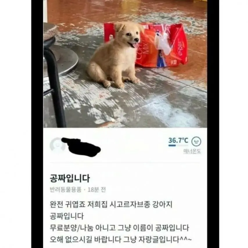 당근에 올라온 강아지 공짜_1.webp