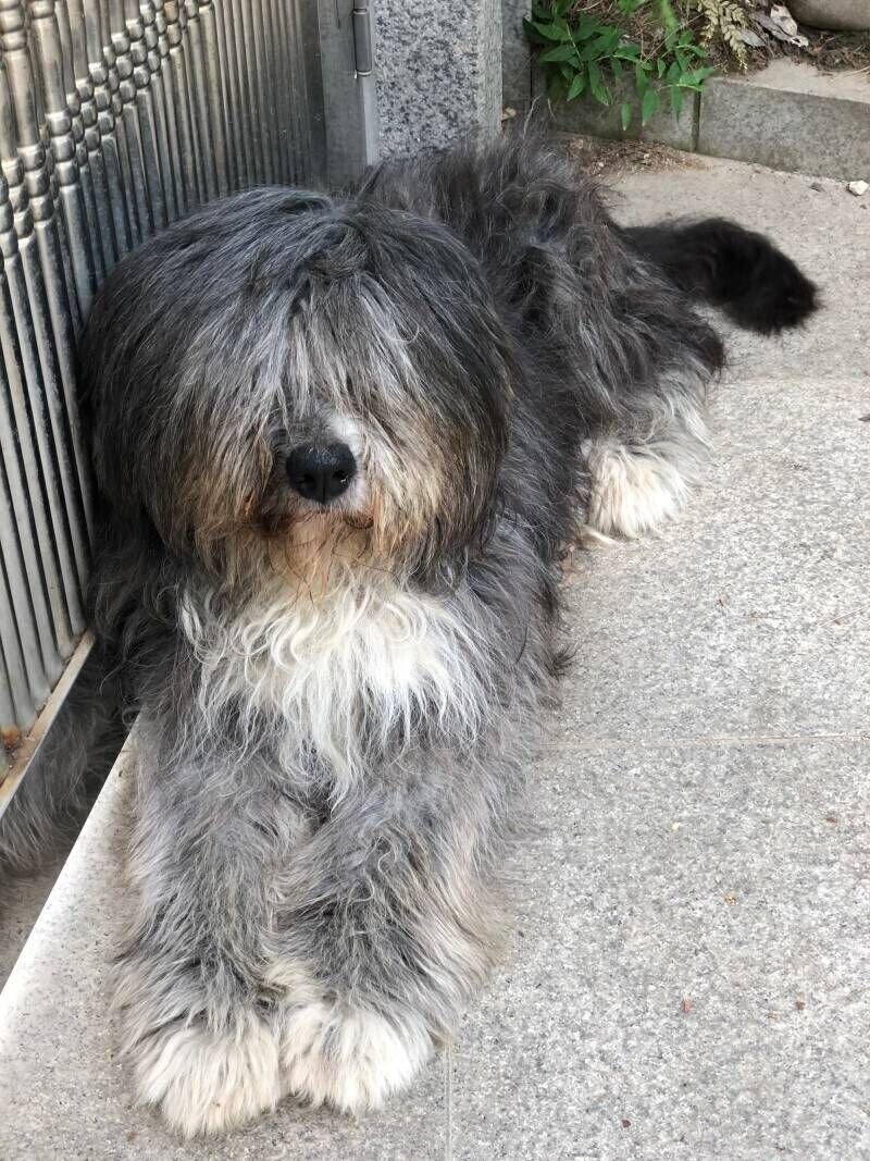 충격인 삽살개 털 밀었을때_1.jpg