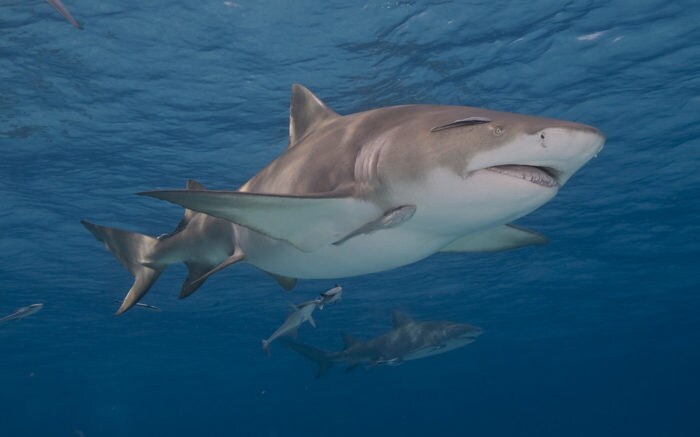 상어들이 알 수 없는 출생의 비밀_1.png