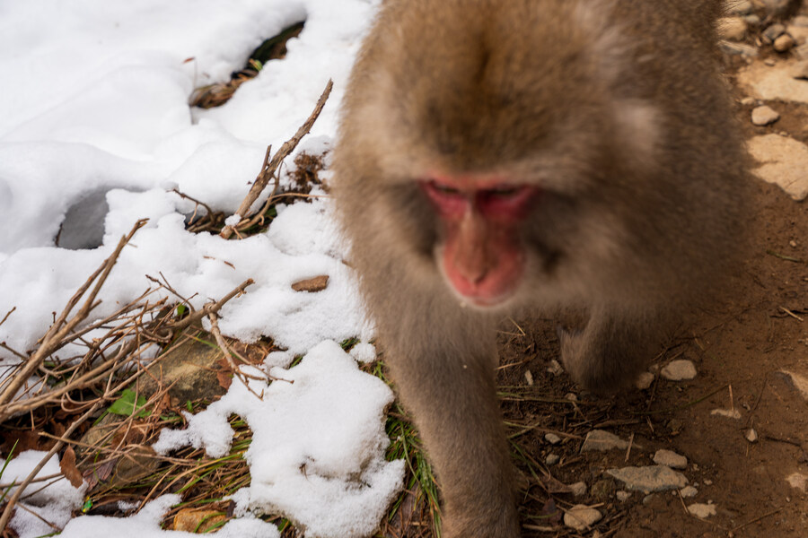 푸른 눈의 여친과의 도쿄 여행_99.jpg