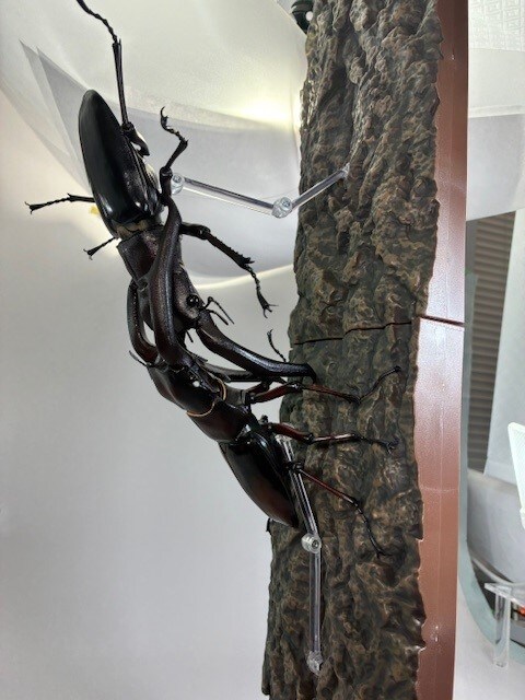 [반다이가샤폰] 생물대도감 프리미엄 만디블라리스큰턱사슴벌레. 나무껍질 대좌 소개_5.jpg