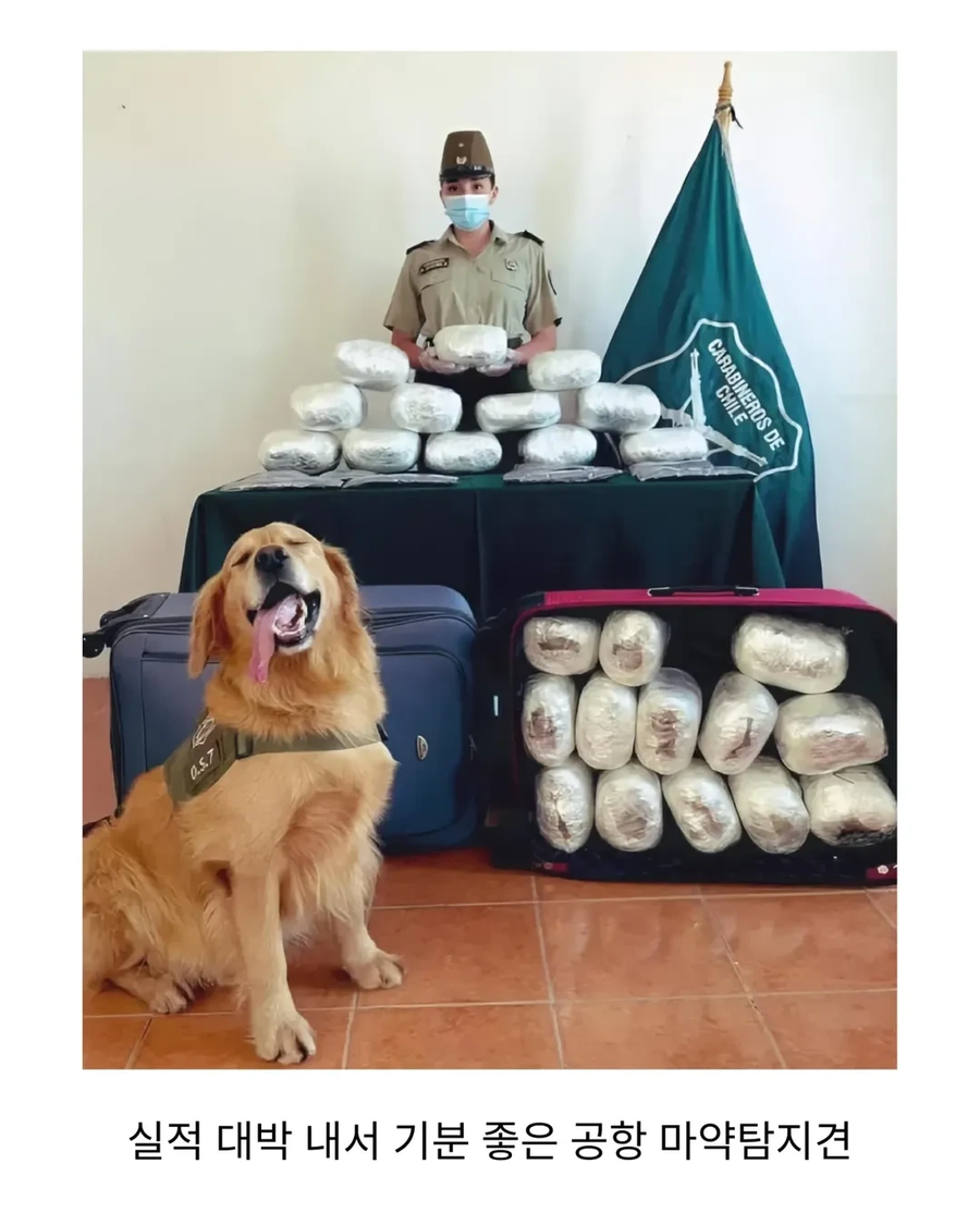 실적 대박 난 탐지견_1.webp