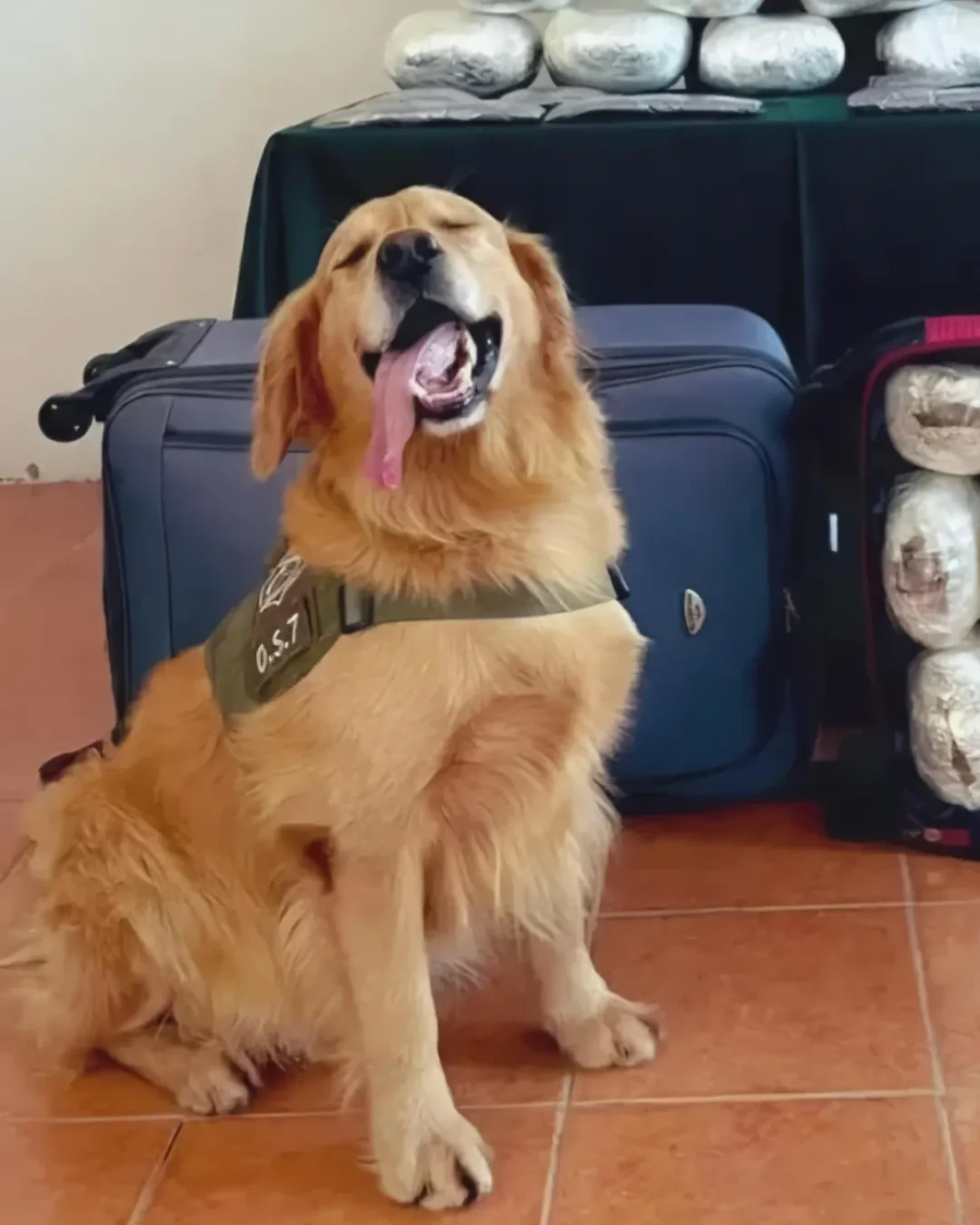 실적 대박 난 탐지견_2.webp