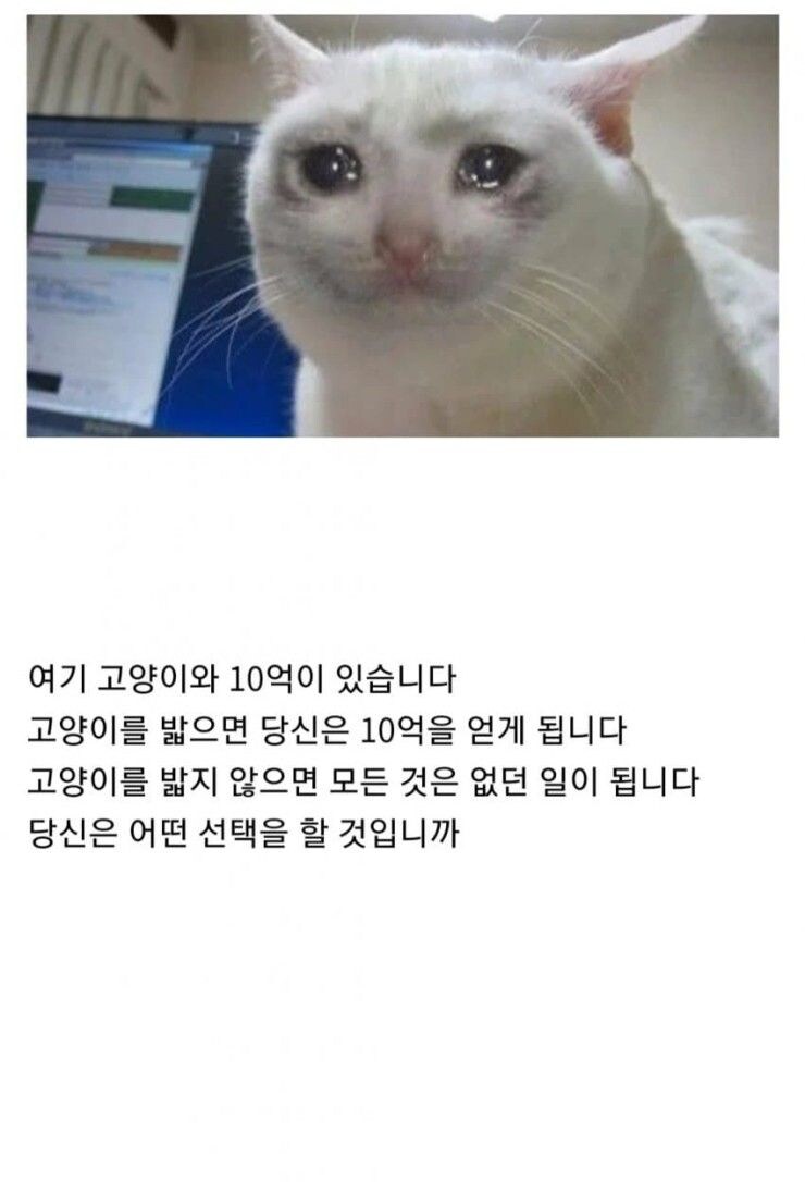 여기 고양이와 10억이 있습니다.jpg_1.jpg