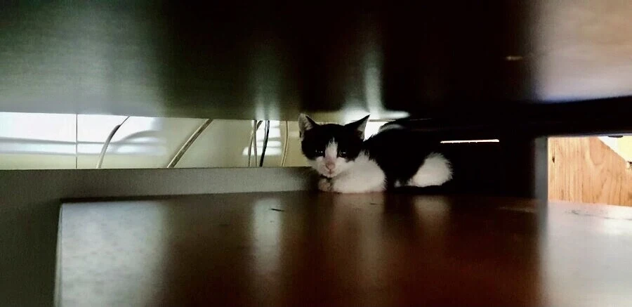 냥줍된 고양이의 진화 과정_1.webp