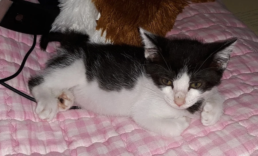 냥줍된 고양이의 진화 과정_4.webp