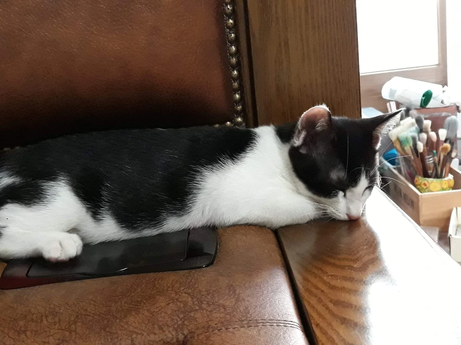 냥줍된 고양이의 진화 과정_12.webp